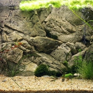 Freshwater Background