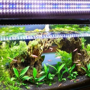 Planted Aquarium Lights